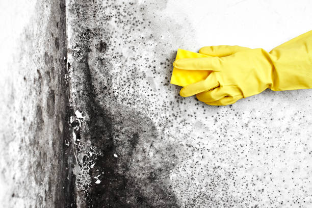 Best Certified Mold Removal  in Newport, TN