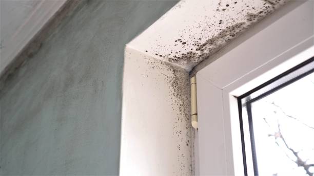 Office Mold Removal Services in Newport, TN