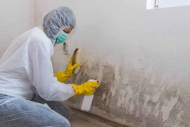 Best Office Mold Removal Services  in Newport, TN