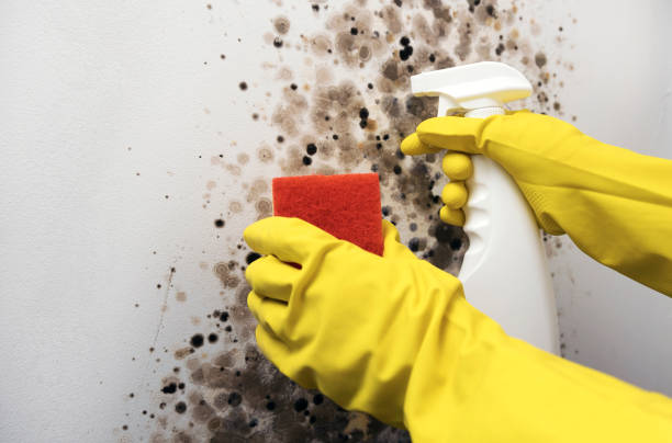 Certified Mold Removal in Newport, TN