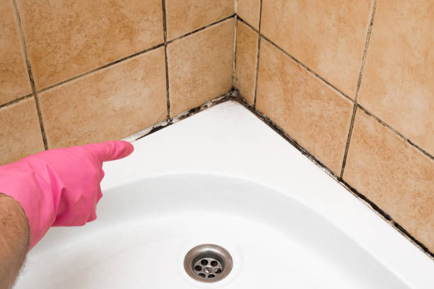 Home Mold Removal in Newport, TN